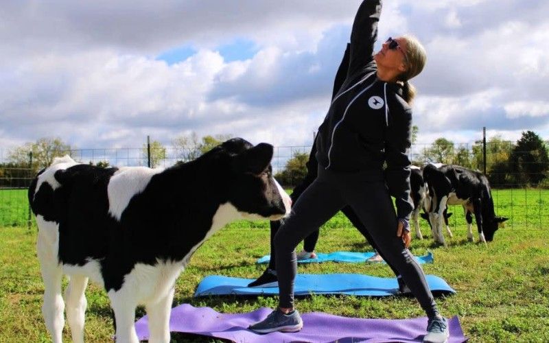 Image file Mullen-Dairy-Creamery_F968C175-0767-6C8B-A4F64C5039106E45-f968ba7dee36a53_f968d583-f18c-6d1d-e1ecfd2ad46ee67e.jpg